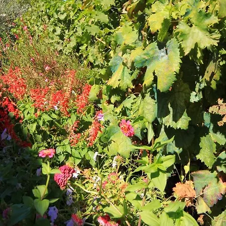 By The Sea Kneza, Korcula - 4365 Pupnat