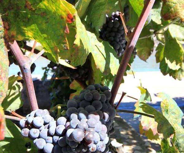 By The Sea Kneza, Korcula - 4365 公寓 *