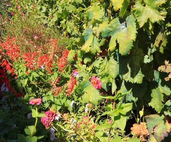 By The Sea Kneza, Korcula - 4365 Pupnat